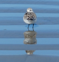 Sanderling